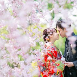 大阪 春の桜 和装前撮りガイド