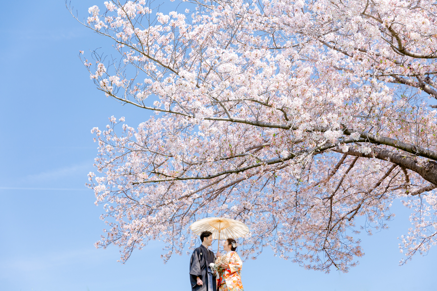 大阪の桜前撮りロケーション