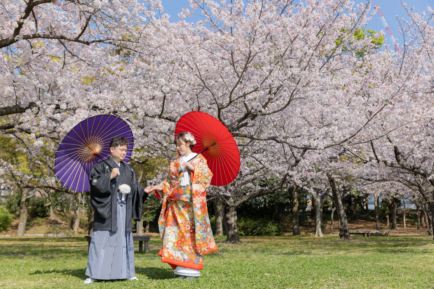 大阪城の桜を背景にした和装前撮り